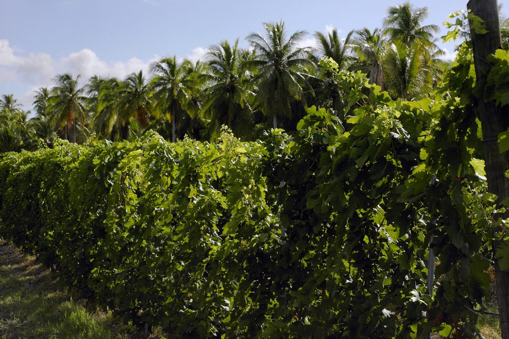 La vigne à l'ombre des cocotiers