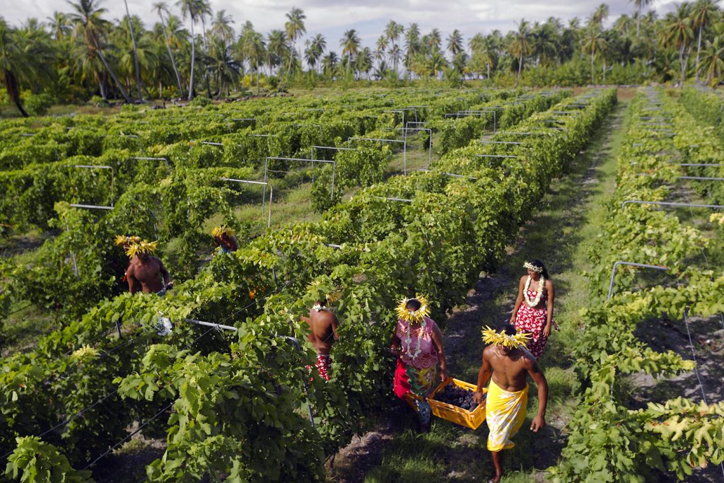 Vendanges de l'été austral, fin janvier