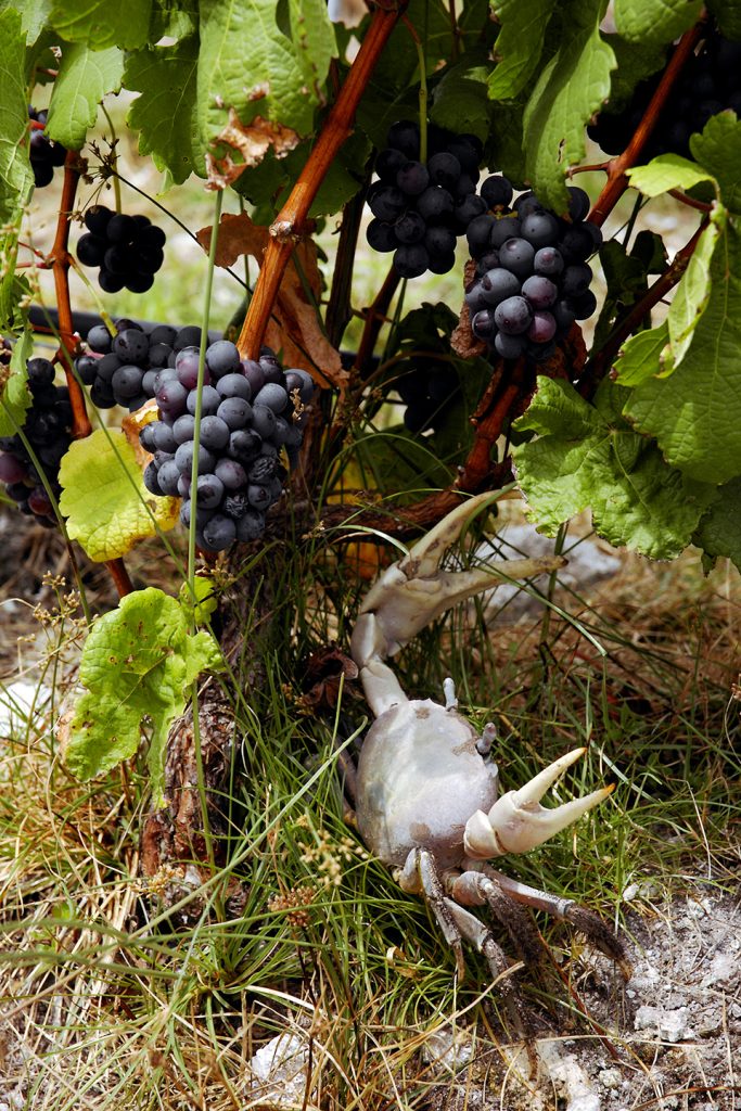 Crabe du cocotier
