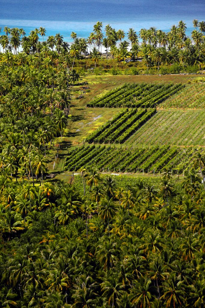 Vue aérienne du vignoble